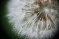 Almost there with reverse lens macro, but not quite in focus.  Obviously a dandelion gone to seed.