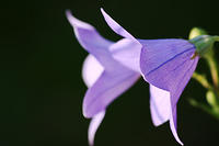 Balloon Flower or the other things.