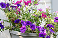 One of our hanging baskets in front of the house.  Petunias mostly.
