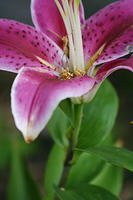 Stargazer Lily