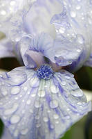 Blue and white iris