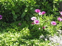 Bacopa, Osteospermum Daisy's, Alyssum