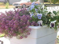 Alyssum and Pansy's
