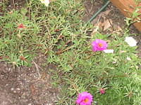 Portulaca (Also known as Moss Rose)