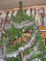 This is where Charm spent the majority of her time around Christmas.