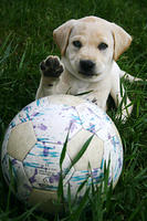 Lily and the soccer ball