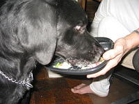 Ebony eating the rest of Mom's food. 8/27/05
